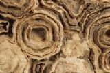 Flower-Like Sandstone Concretion - Pseudo Stromatolite #289482-1